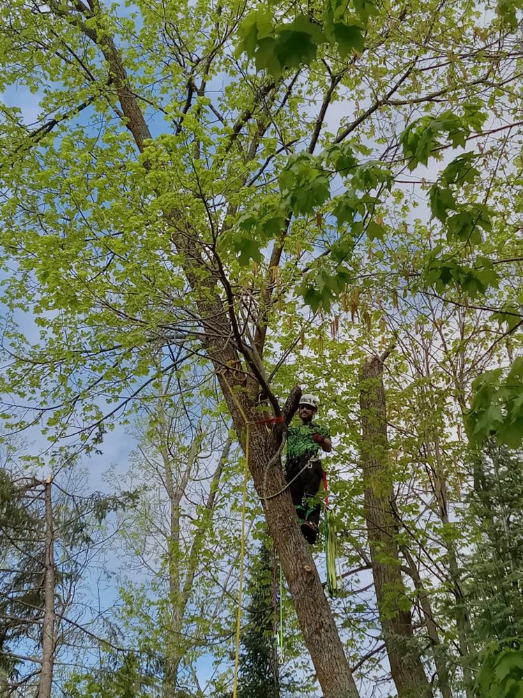 Our professional Tree Trimming service improves the health and aesthetics of your trees, ensuring safety and enhancing curb appeal for your property with skilled pruning techniques by certified arborists. for Dan's tree service in Bemidji, MN