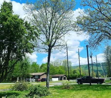 All Photos for Revival Tree Management in Chattanooga, TN