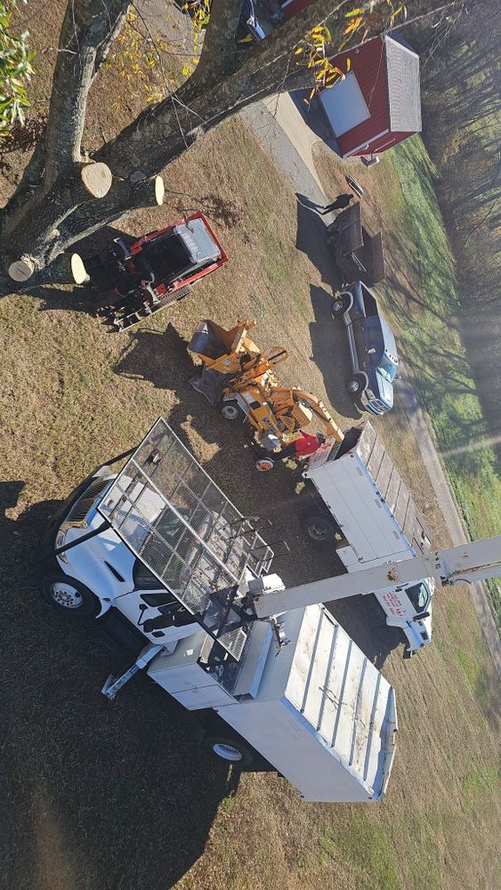 Tree Removal for Sasquatch Tree Services LLC in Spartanburg, SC