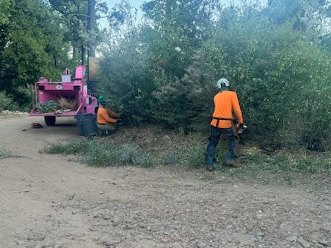 Property Clean Up for The Tree Fairy in Temecula, CA