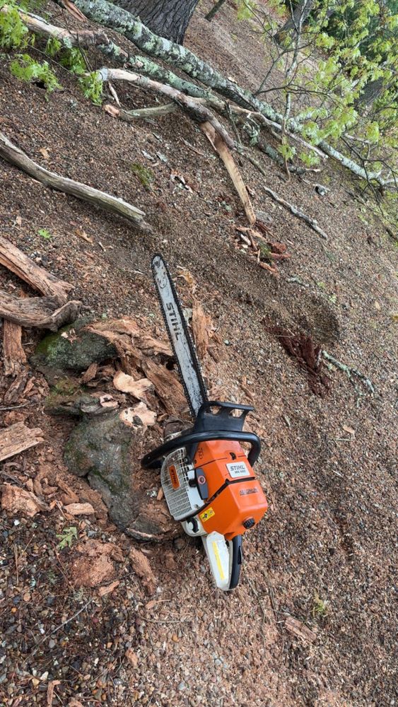 Tree Removal for Dwights Tree Service LLC in Middleborough, MA