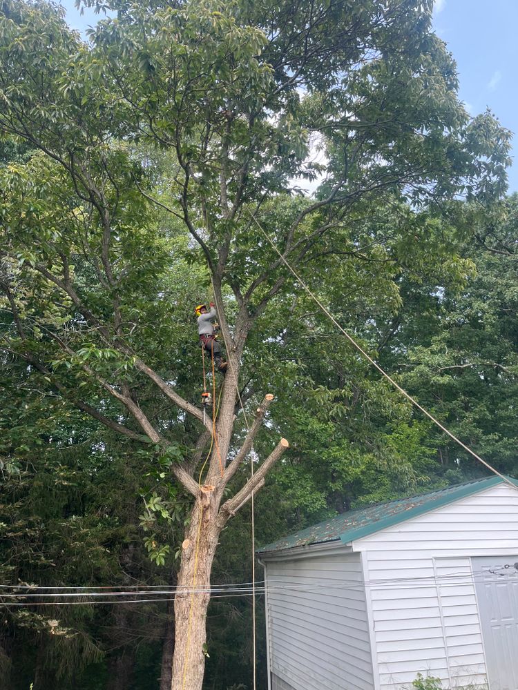 All Photos for Ricky's Tree Service & Property Care in Orange, VA