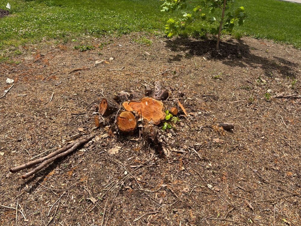 All Photos for Conrad's Stump Removal in Columbus, IN