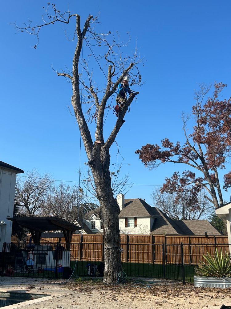 All Photos for Blu-J Tree Care in Arlington, TX