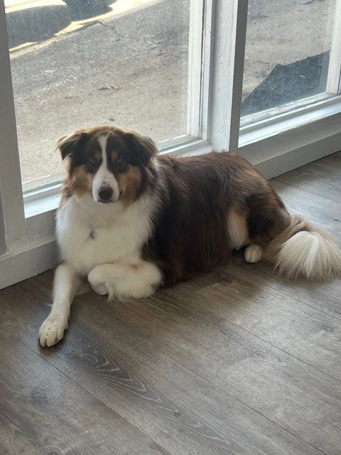 All Photos for Tails By The Lake Grooming in Branson West, MO