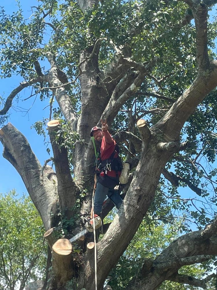 Enhance your property's safety and beauty with our professional Tree Trimming service, expertly shaping and maintaining healthy trees while removing hazardous branches for a thriving landscape year-round. for Equality Contracting And Tree in Kountze, TX