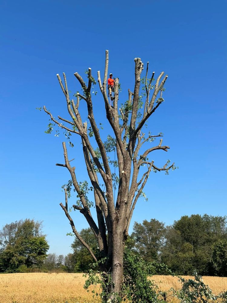 Enhance your property's safety and beauty with our professional Tree Trimming service, expertly shaping and maintaining healthy trees while removing hazardous branches for a thriving landscape year-round. for Greenskeeper Property Management in Elizabethtown, KY