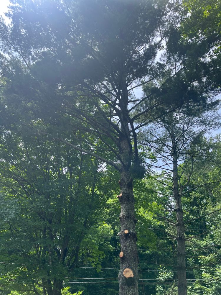 All Photos for Taylors Enterprises in Johnson City, TN