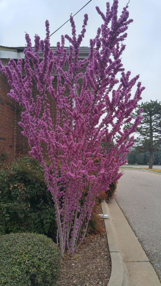 All Photos for Urban Lawn & Landscape in Oklahoma City, OK