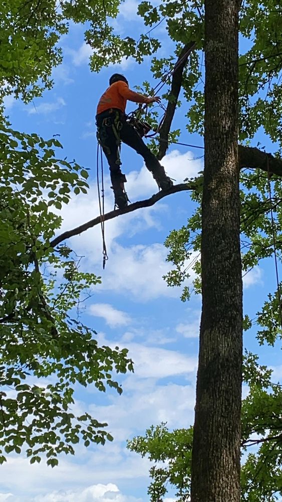 All Photos for Brocks Tree Service LLC in Rogersville, TN