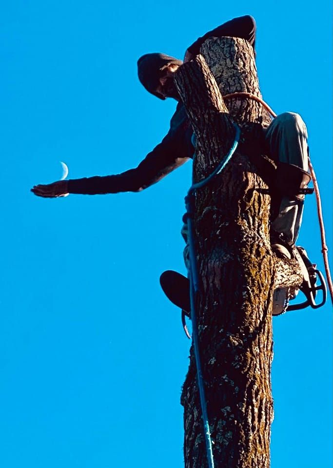 Other Services for Millers Tree Service in Saline County, AR