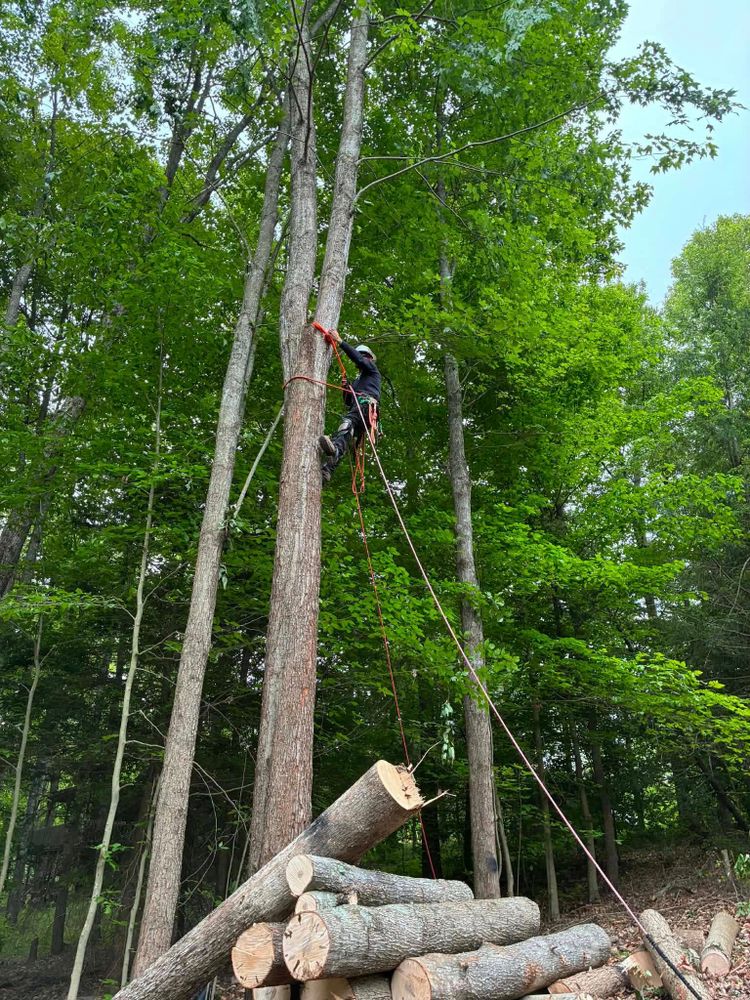 All Photos for Skys The Limit Tree Management in Morehead, KY