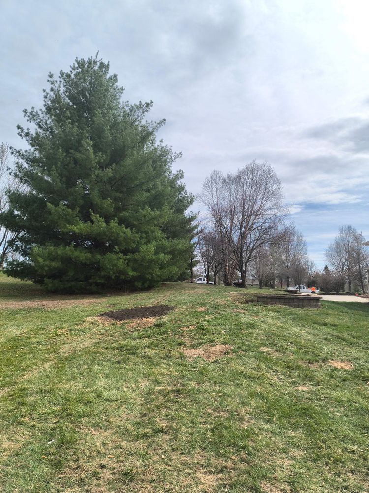 Tree Removal for Cross Family Tree Service in Kearney, MO