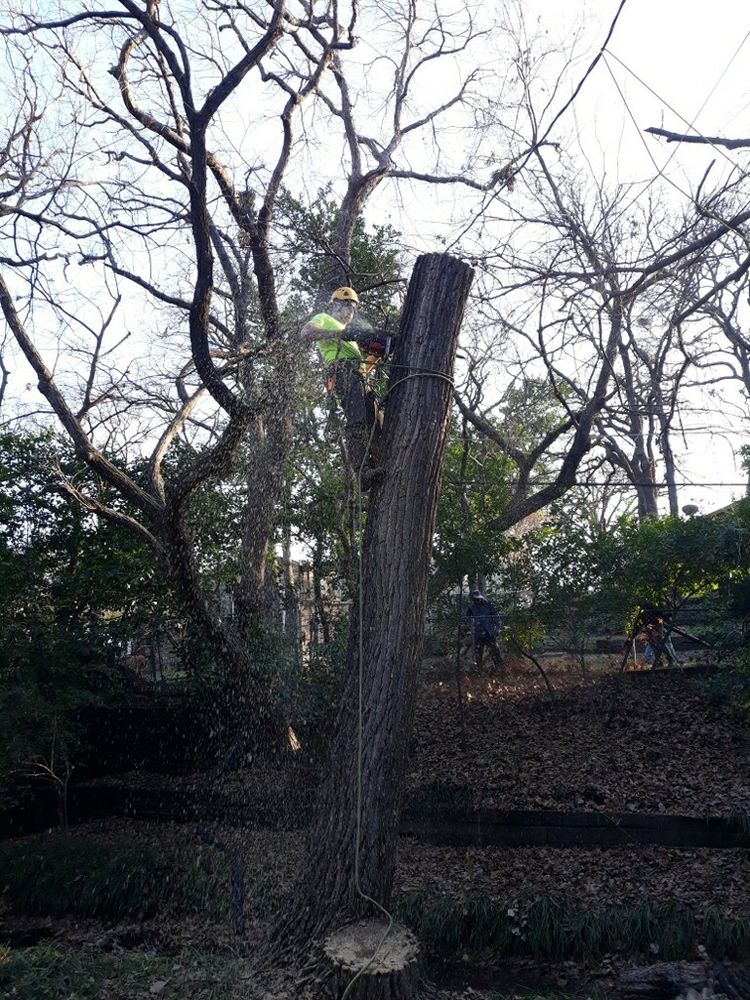 All Photos for TLC Professional Tree Service in Bedford, TX