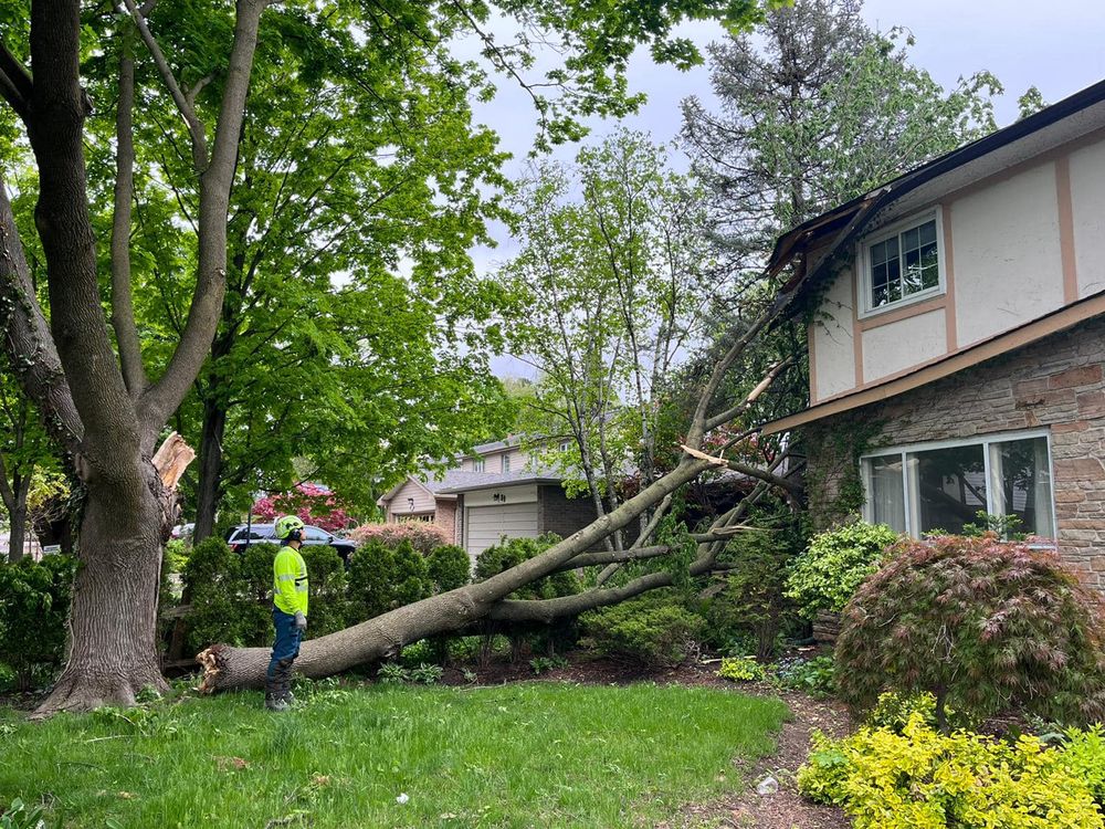 Tree Removal for Sammy's Tree Services in Rancho Cordova, CA