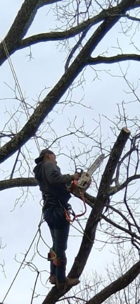 All Photos for Brothers Tree Service in Burnsville, NC