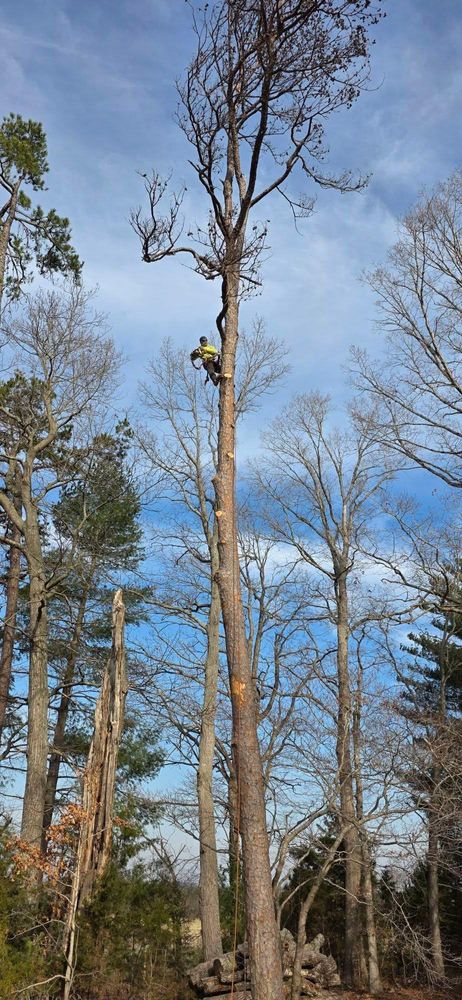 All Photos for Hamlett Tree Service LLC in Clover, VA