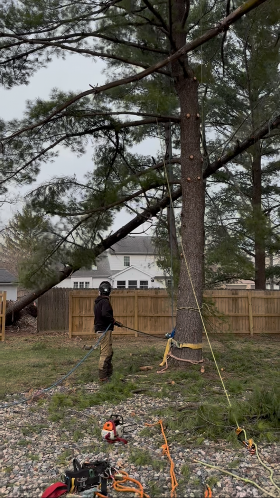 All Photos for Summit Tree Care LLC in Fort Wayne, IN
