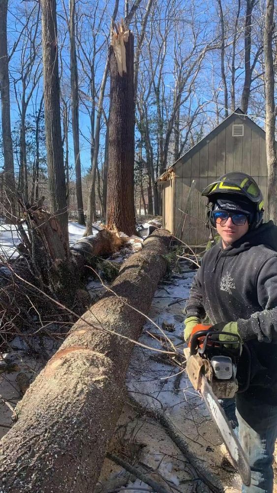All Photos for Dwights Tree Service LLC in Middleborough, MA