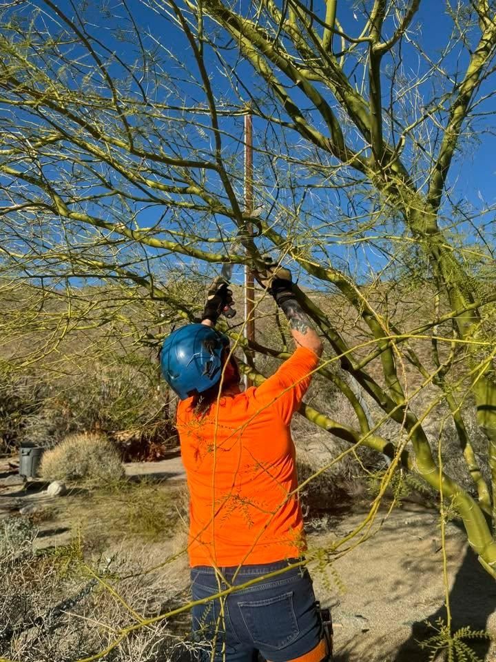 All Photos for The Tree Fairy in Julian, CA