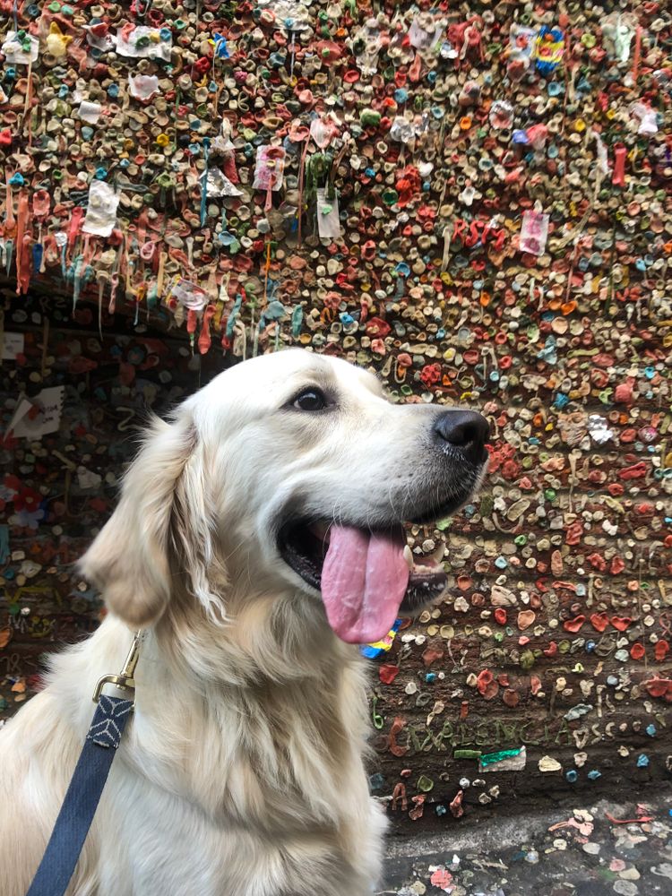 All Photos for Dumbo's Doggy Doors in City of Sammamish, WA