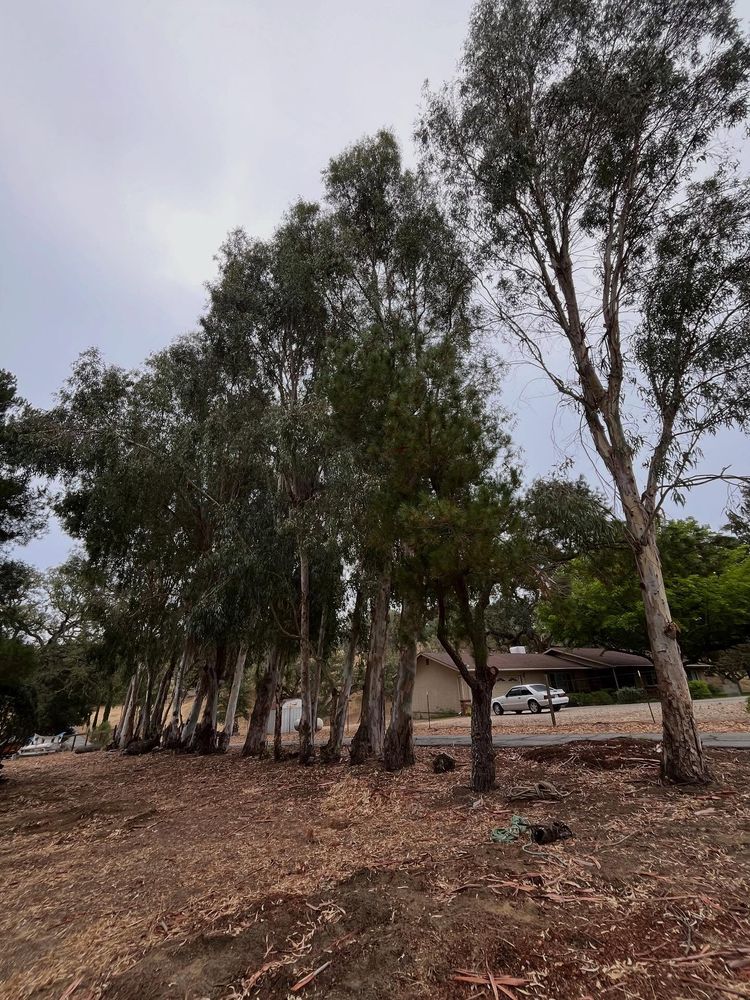 All Photos for A1 Junk & Tree Solutions, LLC in Paso Robles, CA