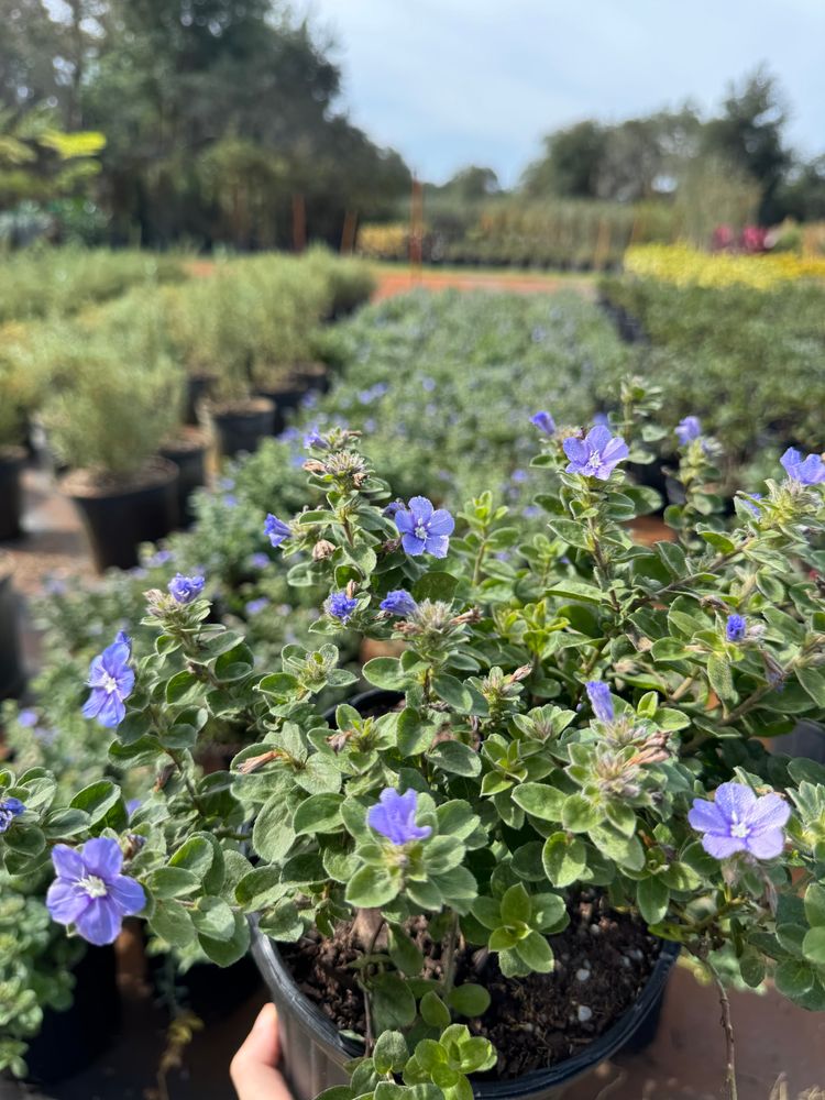 All Photos for Southern Roots Tree Farm in Crystal River, FL