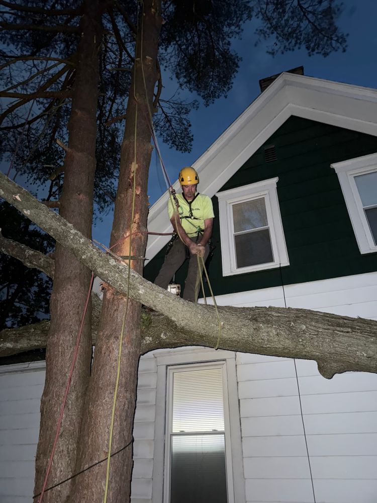 Tree Removal for TLC Professional Tree Service in Bedford, TX