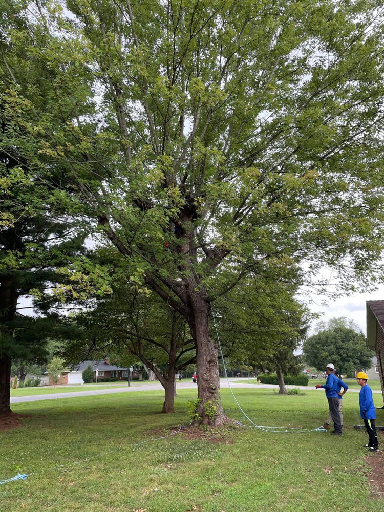 Tree Services for Transforming Landscaping & Tree Service in Bowling Green, KY