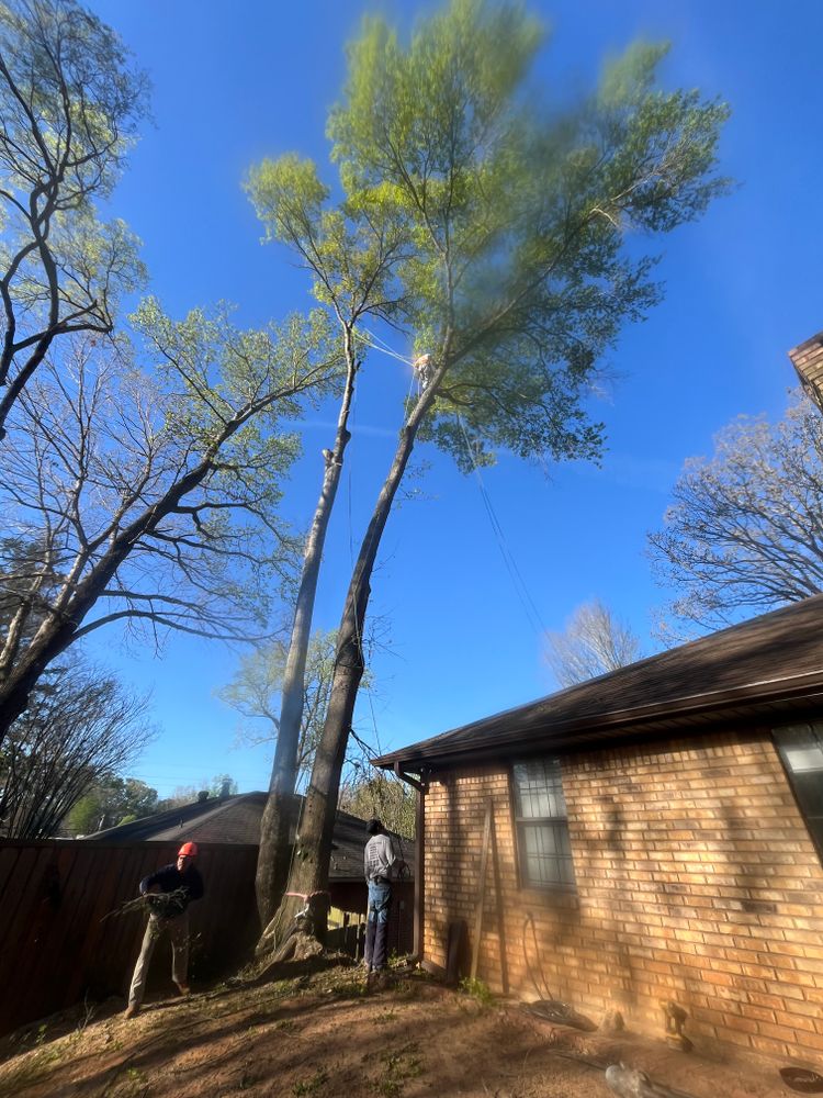 All Photos for JC Land and Tree Service in Kilgore, TX