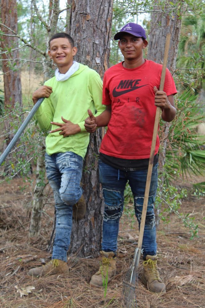 Tree Removal for American Tree Masters in Alvin, TX