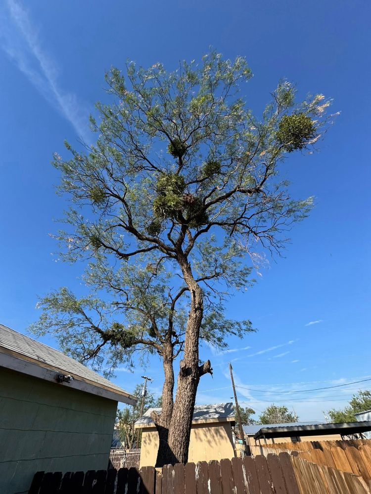 Our Tree Trimming service expertly maintains your trees' health and appearance, enhancing safety and beauty by removing overgrown branches to promote healthy growth while ensuring your landscape looks pristine. for Lion In The Tree Trimming Service in Big Spring, TX