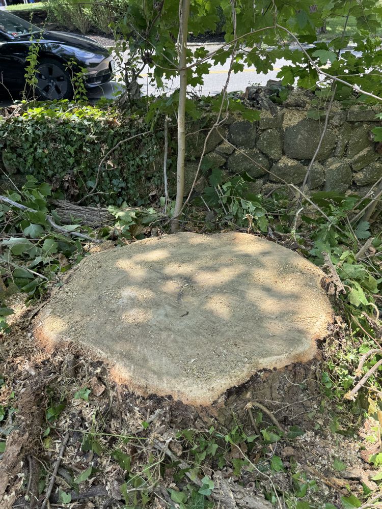 Stump Grinding for Robery's Tree Service in West Wareham, MA