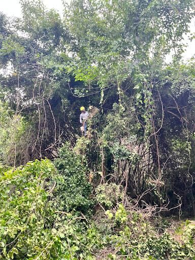 All Photos for Ricky's Tree Service & Property Care in Orange, VA