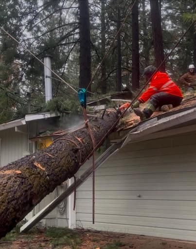 Tree Removal for Tyco Forest Management in Placerville, CA