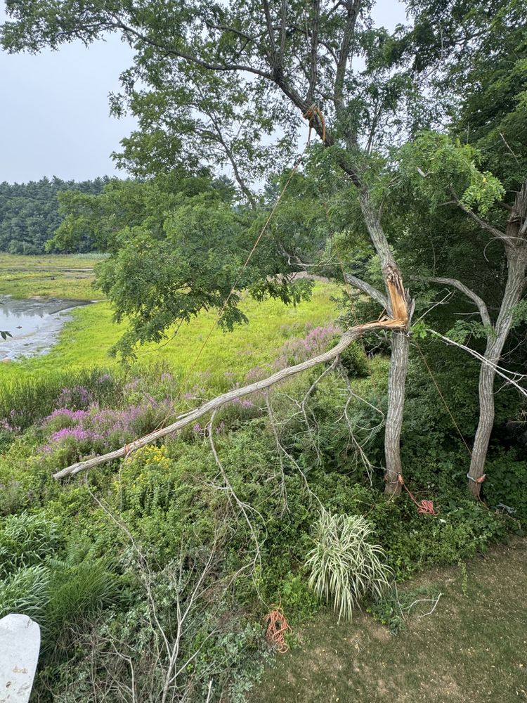 Storm Clean-up for Robery's Tree Service in West Wareham, MA