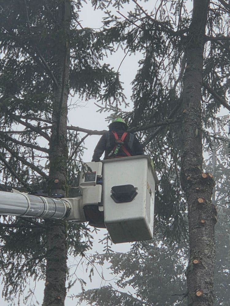 All Photos for Clippys Tree Pros in Stayton, OR