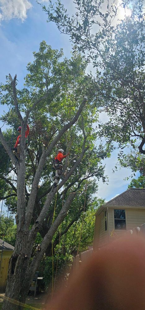 All Photos for Servin's Tree Care  in Houston, TX