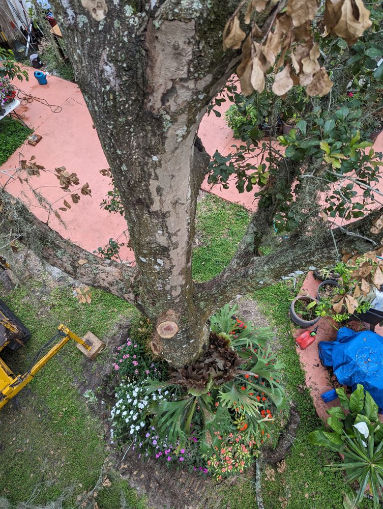 All Photos for Regal Tree Service and Stump Grinding in Wauchula, FL