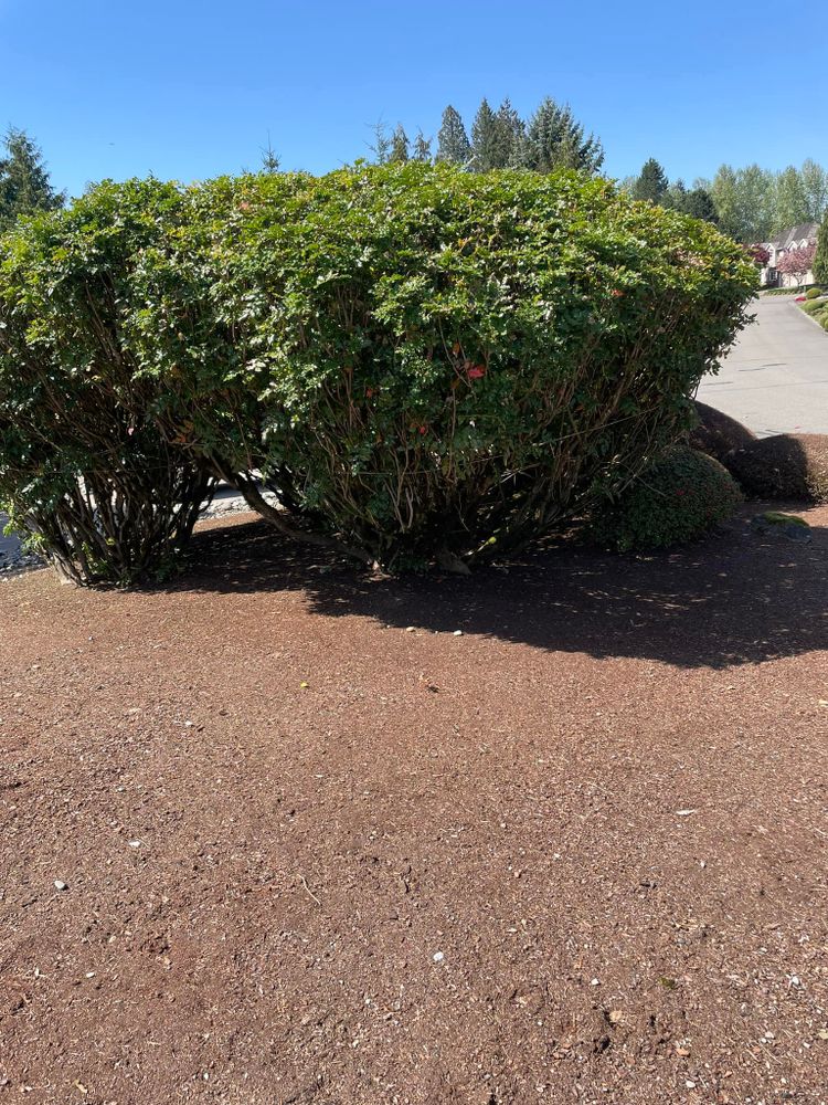 Enhance your landscape with our professional shrub trimming service, ensuring healthy growth and manicured appearance. Our experts shape bushes precisely, boosting curb appeal while maintaining plant vitality for a stunning outdoor space. for Stealth Landscaping in Black Diamond, WA