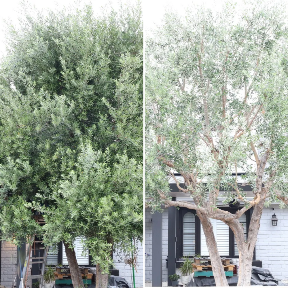 Corrective Pruning  for ARKADIA in Orange County, CA