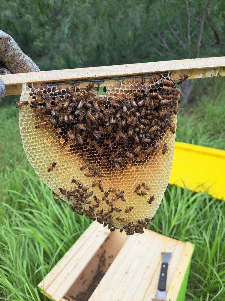Tree branch swarm capture