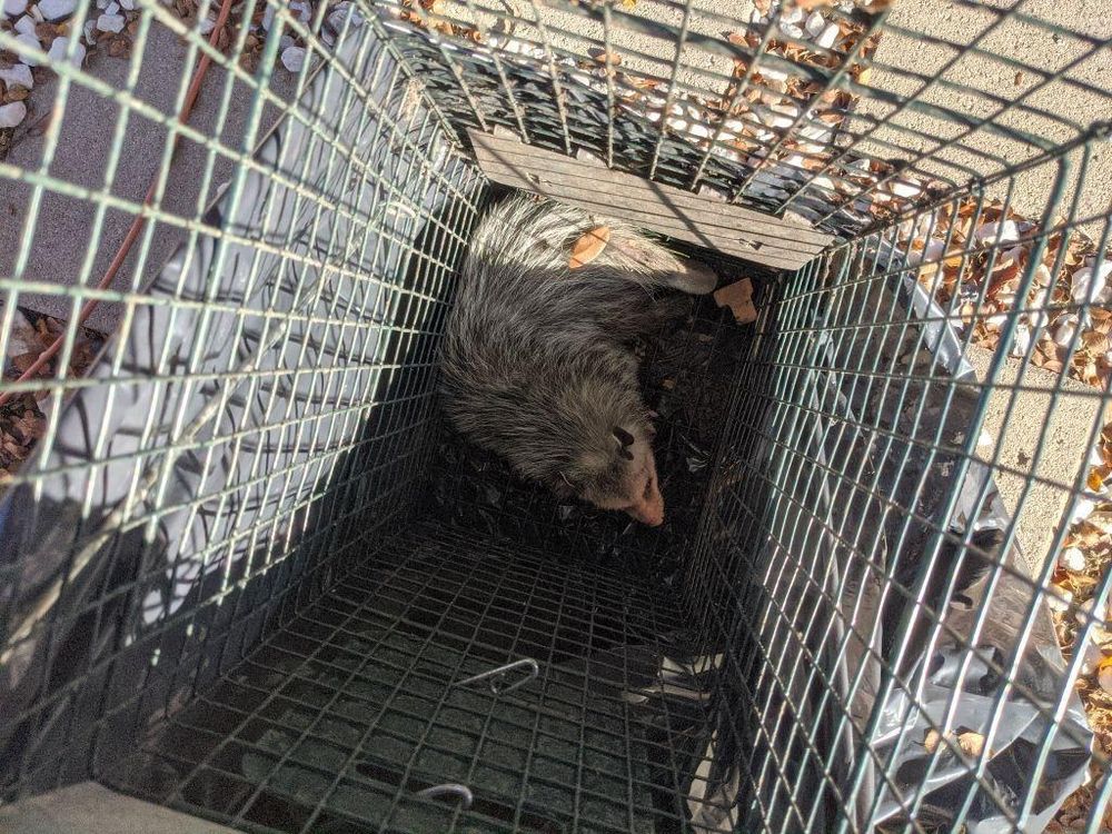 All Photos for Topper's Wildlife Removal in Garland, TX