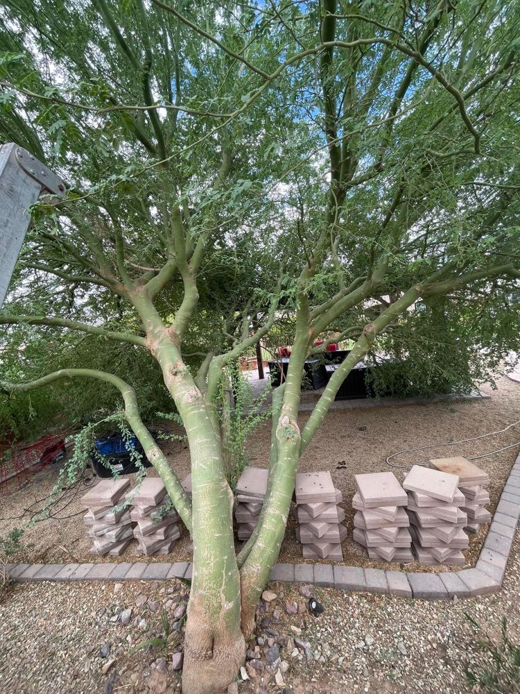 All Photos for Oliver L. Palm & Tree services in Yuma County, AZ