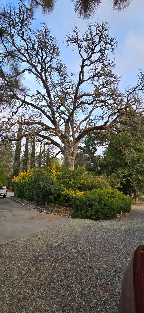 Our Hazardous Tree Services ensure your property’s safety by expertly assessing, removing, and maintaining trees that pose potential risks, protecting both your home and family with prompt and professional care. for George Staddan's Professional Tree Care in Placerville, CA