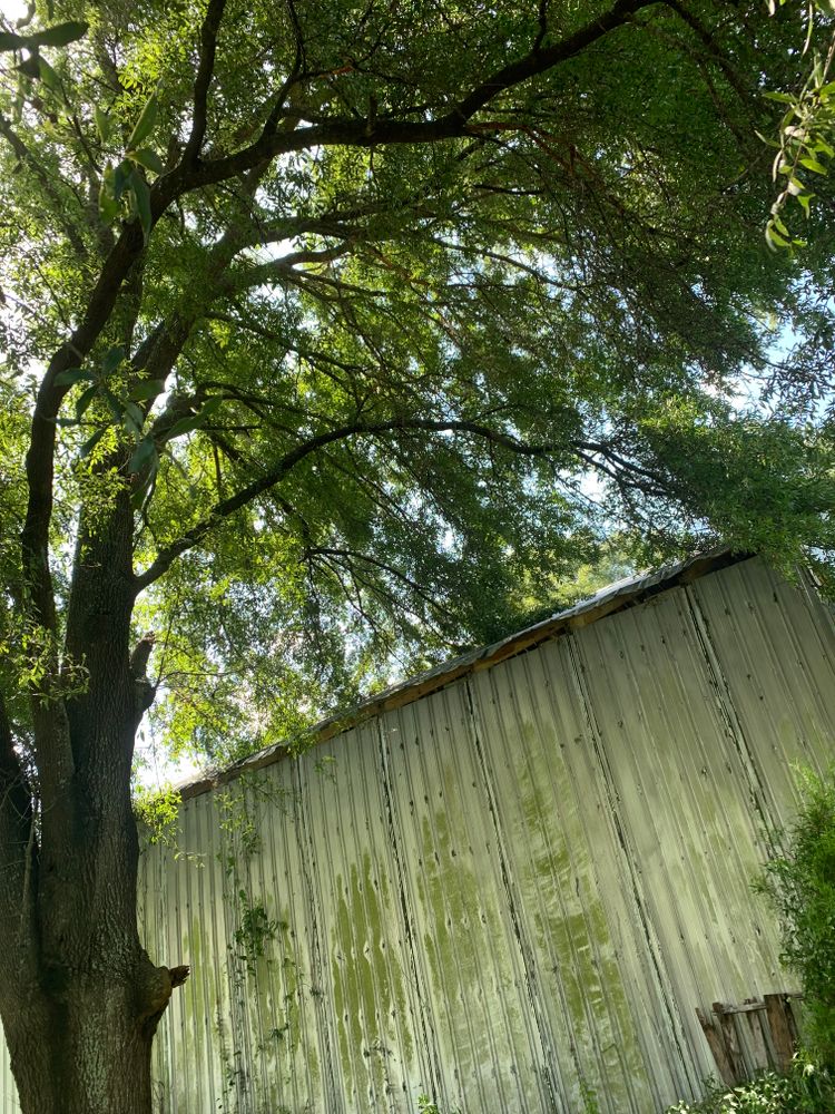 Our Tree Trimming service enhances your property's safety, health, and aesthetic appeal by expertly removing dead or overgrown branches, ensuring vibrant growth while preventing potential hazards to your home. for Warners Tree Solutions in Live Oak, FL