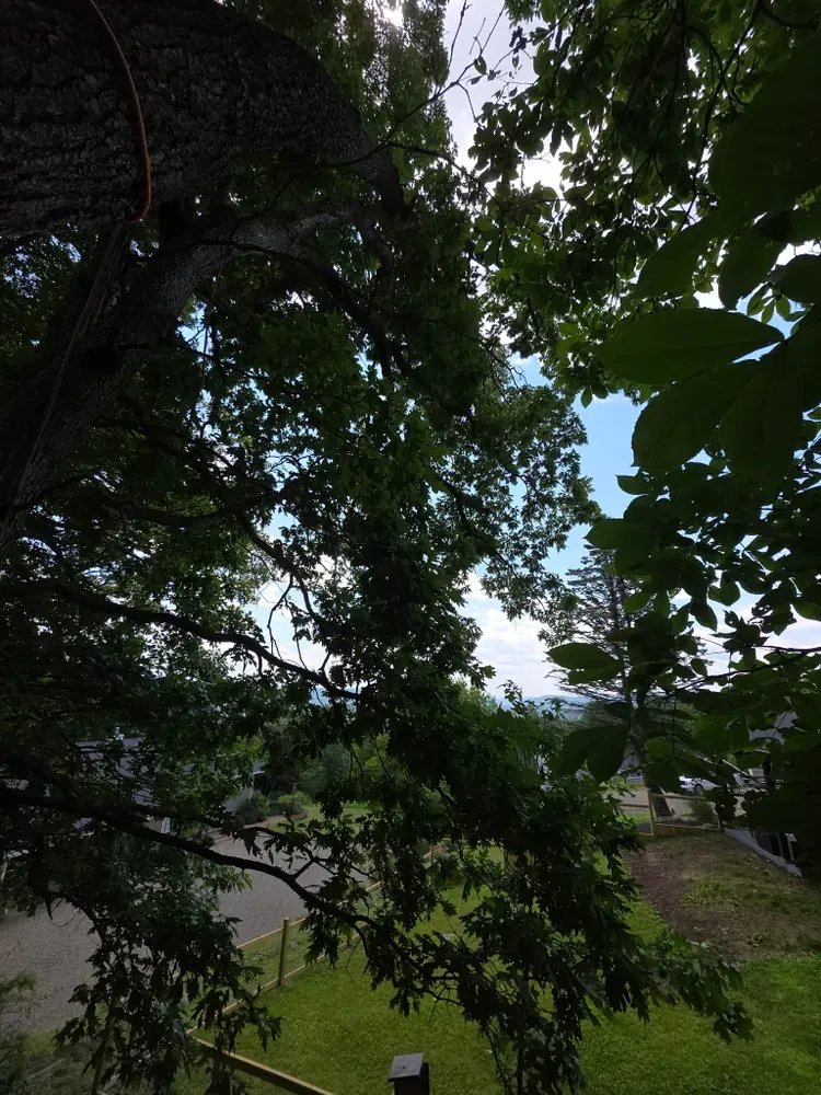 All Photos for Licensed to Cut Tree Service in Athens, PA