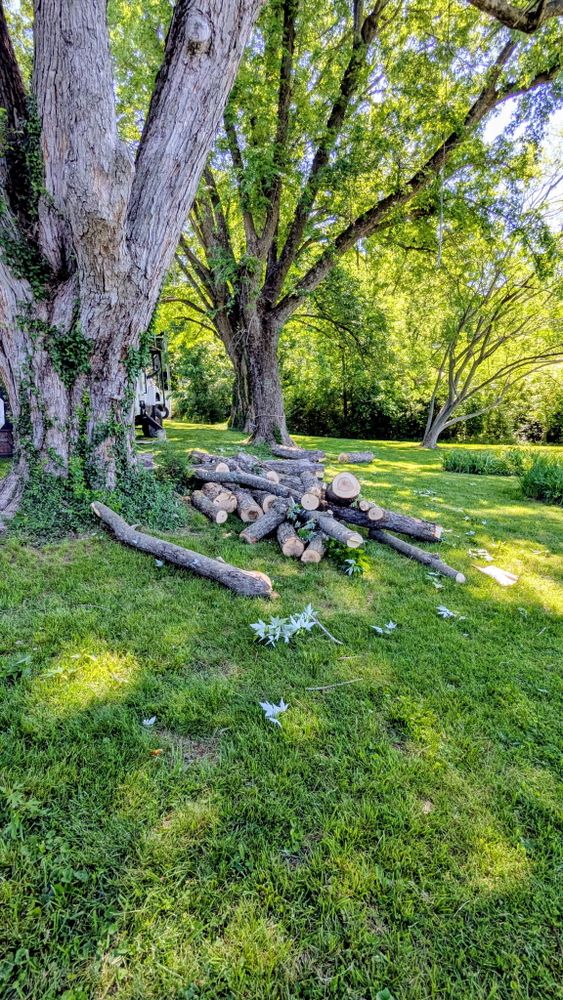 All Photos for Lightning Tree Service in Corydon, IN