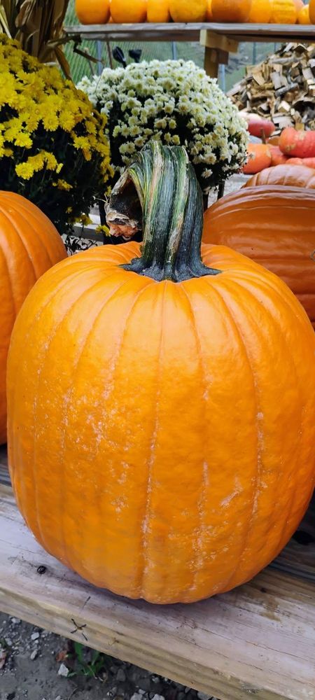 All Photos for BAM Another Pinestraw Lot in Flowery Branch, GA