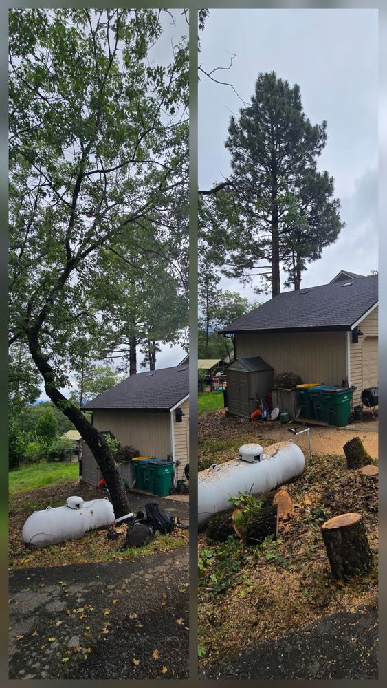 All Photos for George Staddan's Professional Tree Care in Placerville, CA